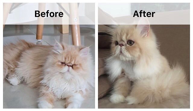 Pet grooming