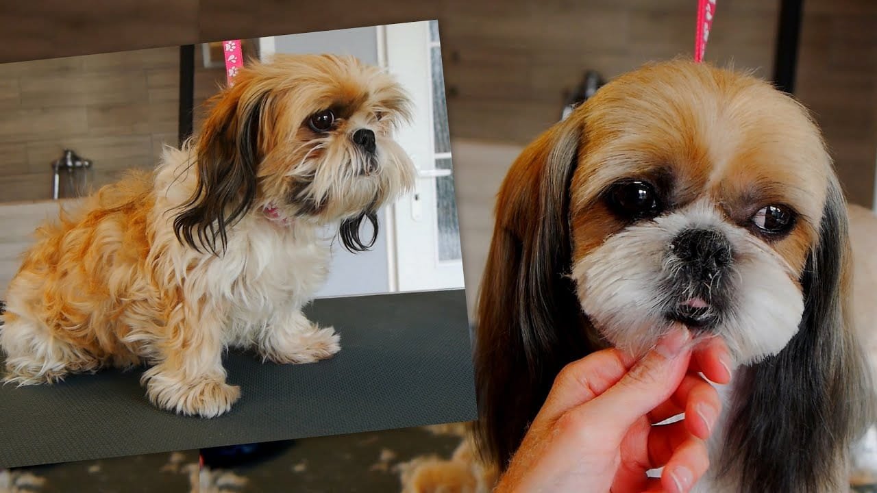 Pet grooming