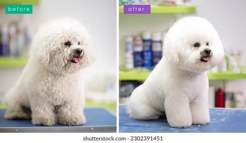 Pet grooming