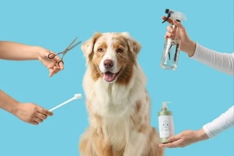 Pet grooming